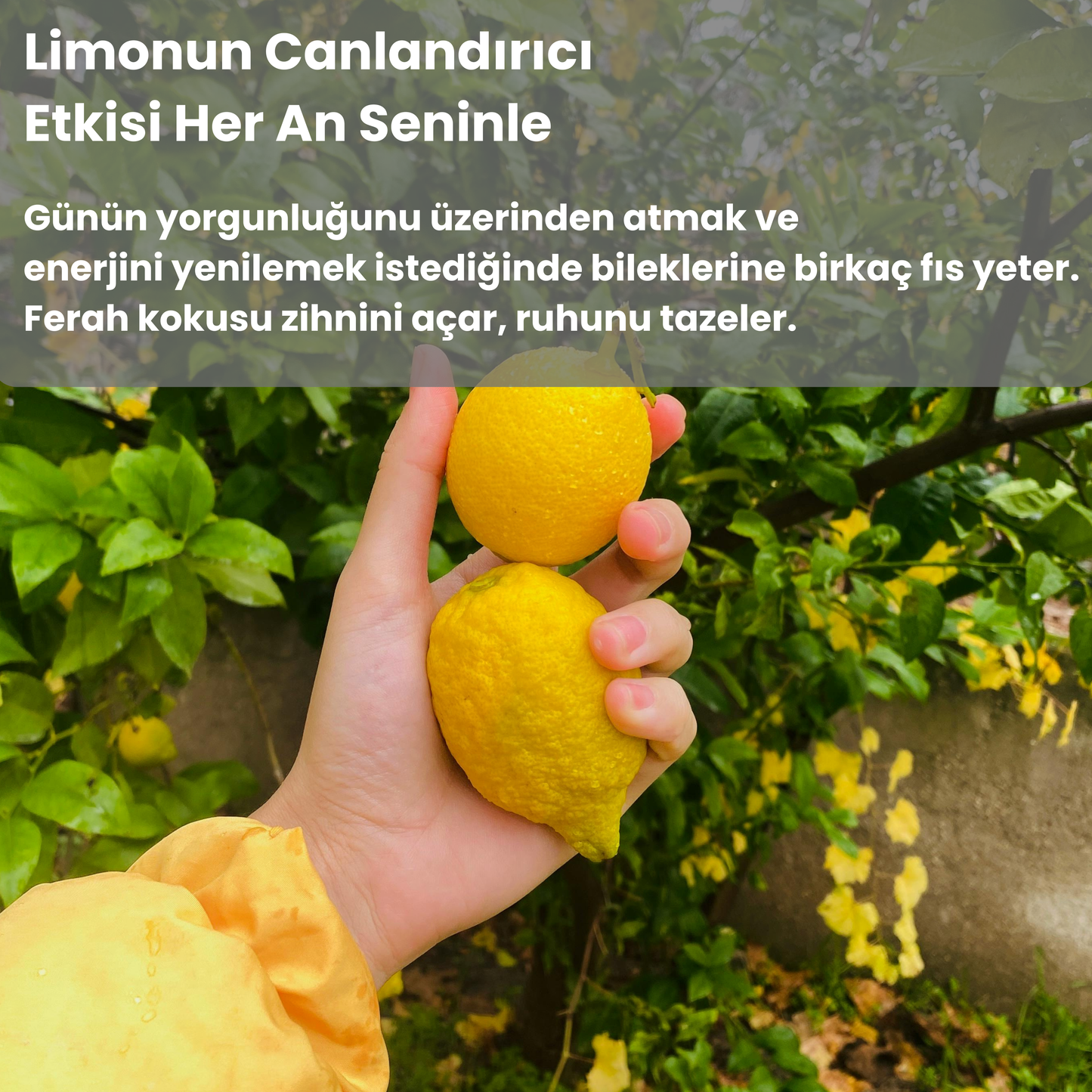 Rahatlatıcı Aromaterapi Spreyi 50ml